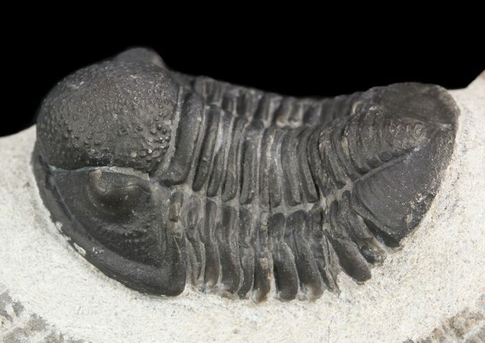 Bargain, Gerastos Trilobite Fossil - Morocco #52116
